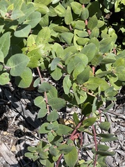 Arctostaphylos regismontana