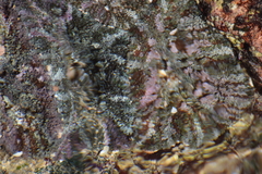 Actinostella bradleyi