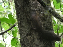 Microsciurus alfari
