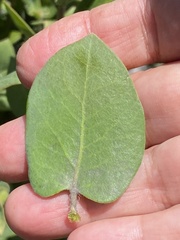 Arctostaphylos regismontana