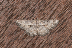 Psilalcis isombra