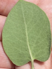 Arctostaphylos regismontana