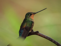 Coeligena helianthea