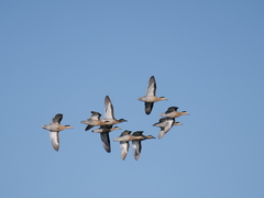 Silver Teal photo 4