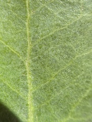 Arctostaphylos regismontana