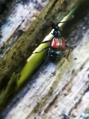 Rybaxis longicornis