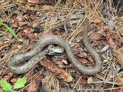 Coluber constrictor etheridgei