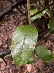 Citharexylum sulcatum