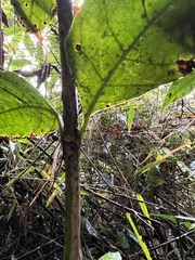 Citharexylum sulcatum