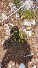 Pseudopodospermum crocifolium