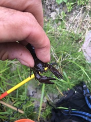 Pacifastacus connectens