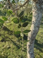 Aspidosperma quebracho-blanco