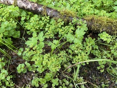 Chrysosplenium glechomifolium