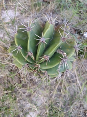 Echinopsis oxygona