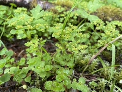 Chrysosplenium glechomifolium
