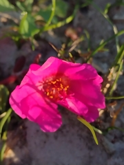 Portulaca gilliesii