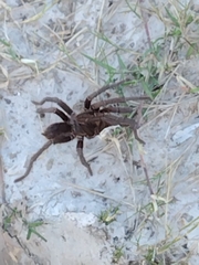 Acanthoscurria cordubensis