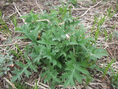 Cirsium kamtschaticum