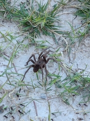 Acanthoscurria cordubensis