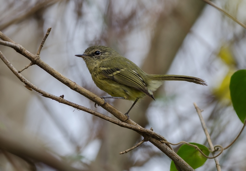 Mottle-cheeked Tyrannulet