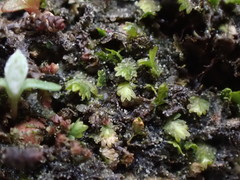 Fissidens osmundioides