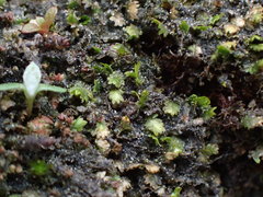 Fissidens osmundioides