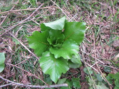 Cardiocrinum cordatum
