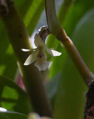 Epidendrum phragmites