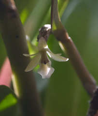 Epidendrum phragmites