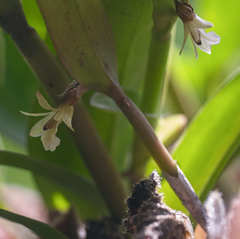 Epidendrum phragmites