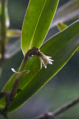 Epidendrum phragmites
