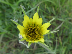 Tragopogon dubius