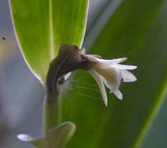 Epidendrum phragmites
