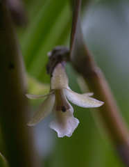 Epidendrum phragmites