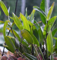 Epidendrum phragmites