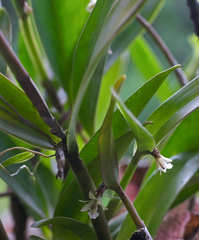 Epidendrum phragmites