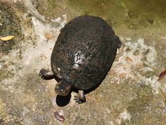 Trachemys decussata