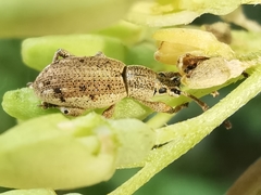 Peritelini