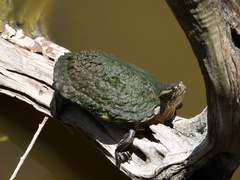 Trachemys decussata