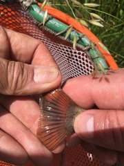 Catostomus columbianus