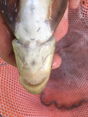 Catostomus columbianus