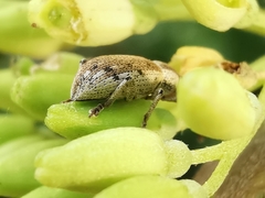 Peritelini