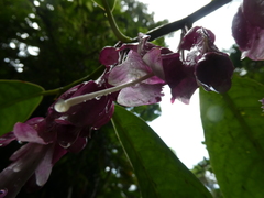 Drymonia conchocalyx