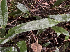 Serpocaulon levigatum