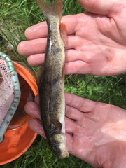 Catostomus columbianus