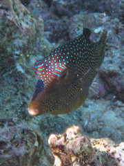 Canthigaster solandri