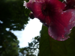 Drymonia conchocalyx