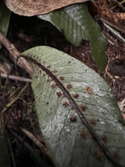 Serpocaulon levigatum