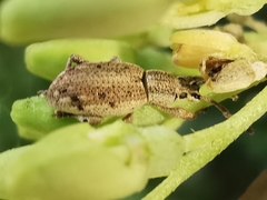 Peritelini