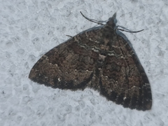 Xanthorhoe rupicola